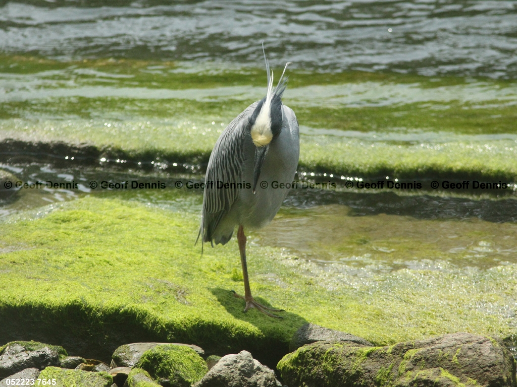 YCNH-AJ_Yellow-crowned-Night-Heron