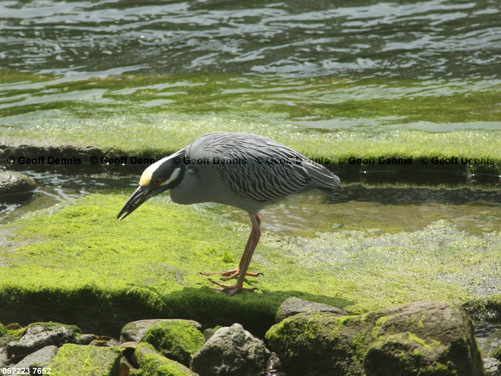 YCNH-AK_Yellow-crowned-Night-Heron