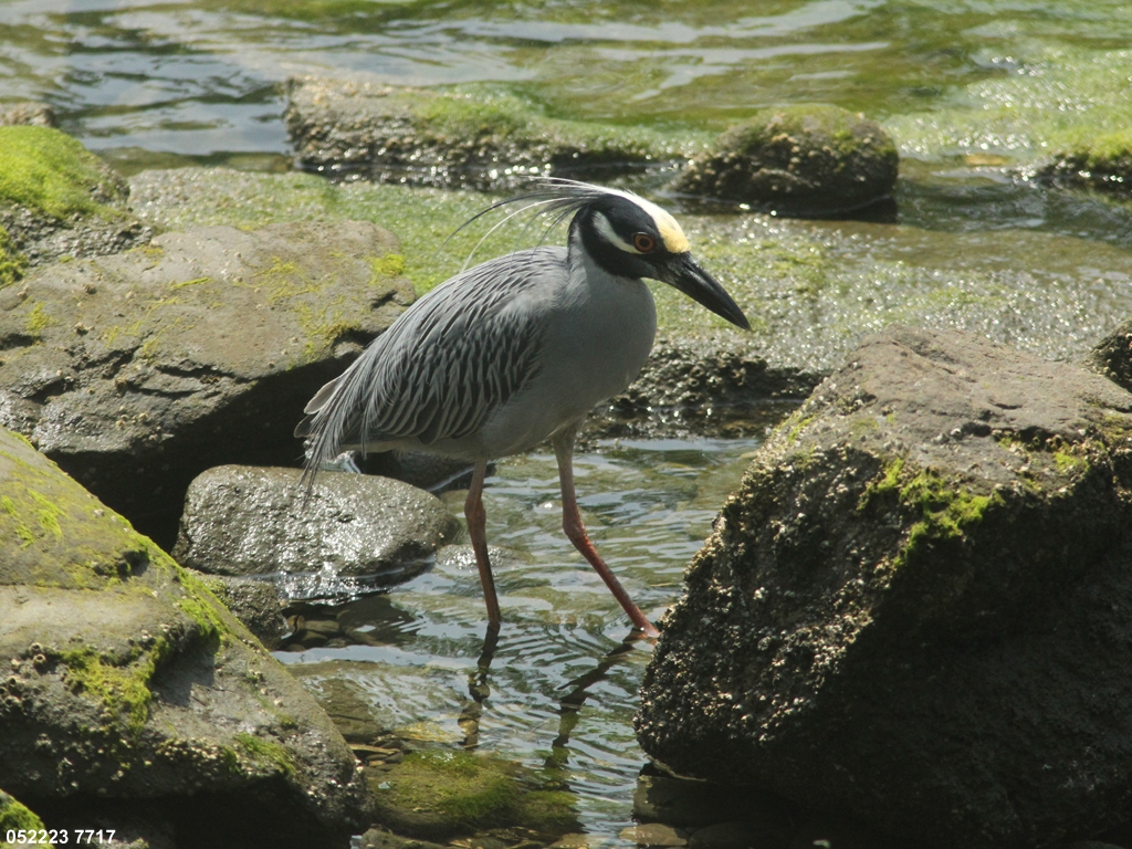 YCNH-AL_Yellow-crowned-Night-Heron