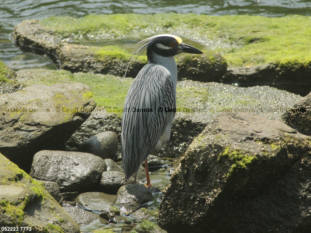 YCNH-AM_Yellow-crowned-Night-Heron