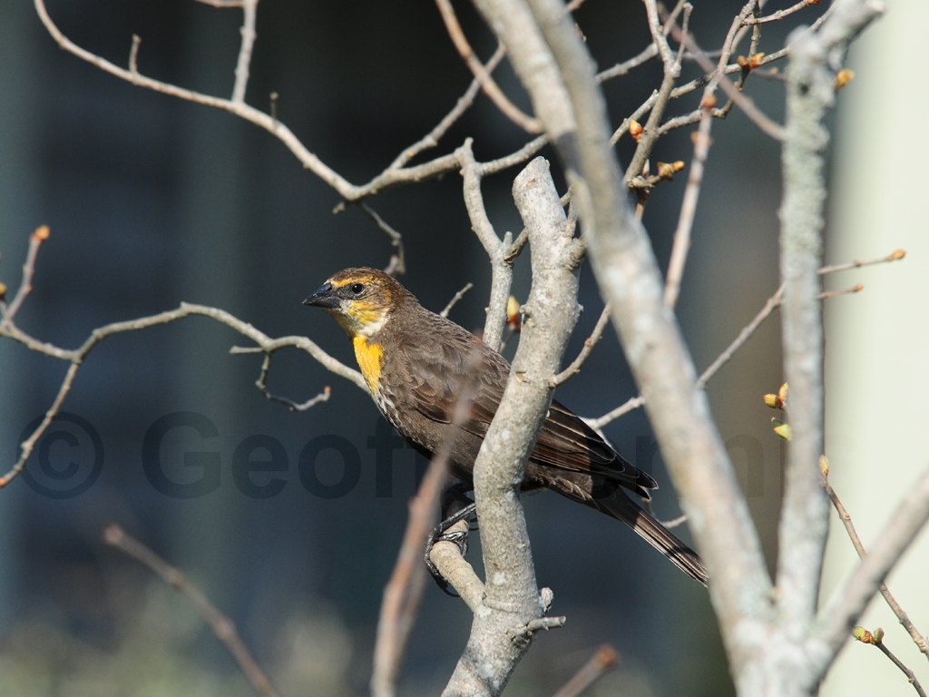 YHBB-AA_Yellow-headed-Blackbird