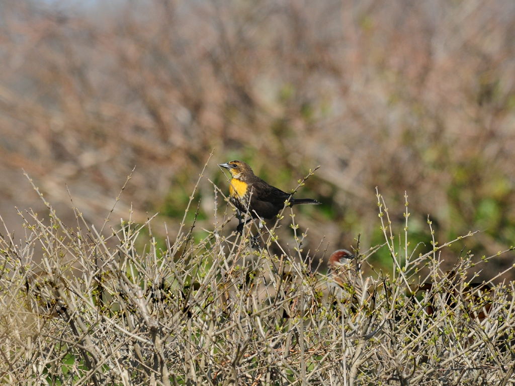 YHBB-AB_Yellow-headed-Blackbird