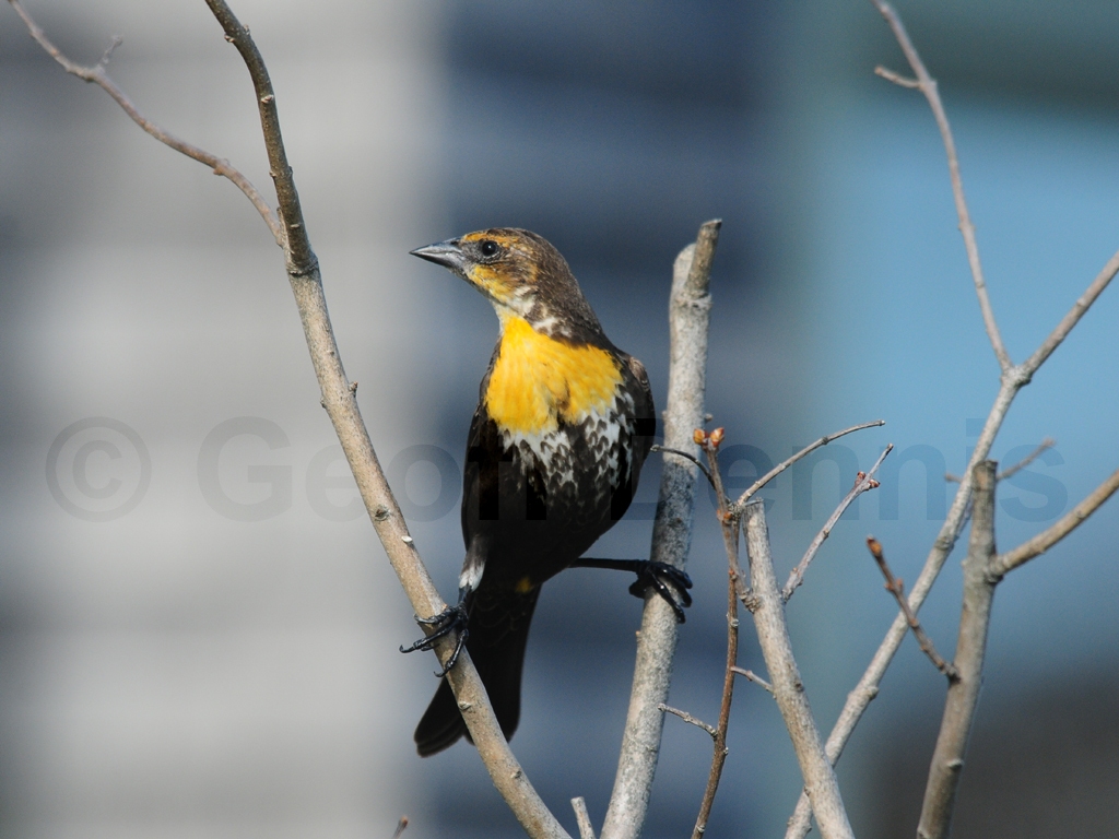 YHBB-AC_Yellow-headed-Blackbird