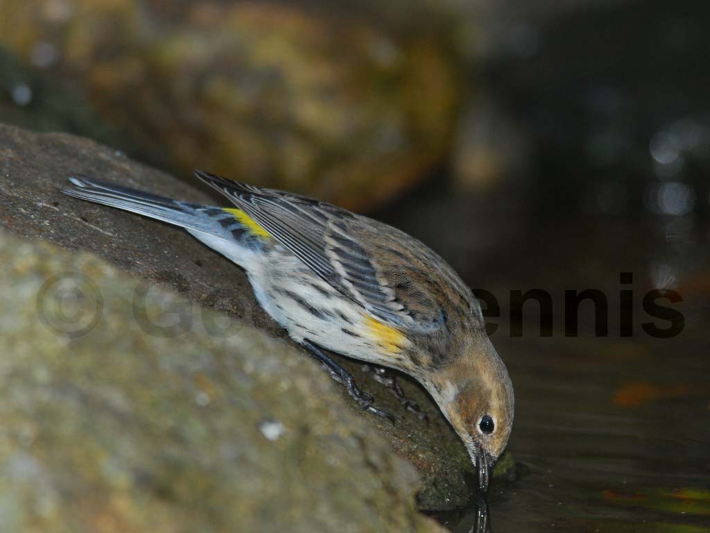 YRWA-AA_Yellow-rumped-Warbler