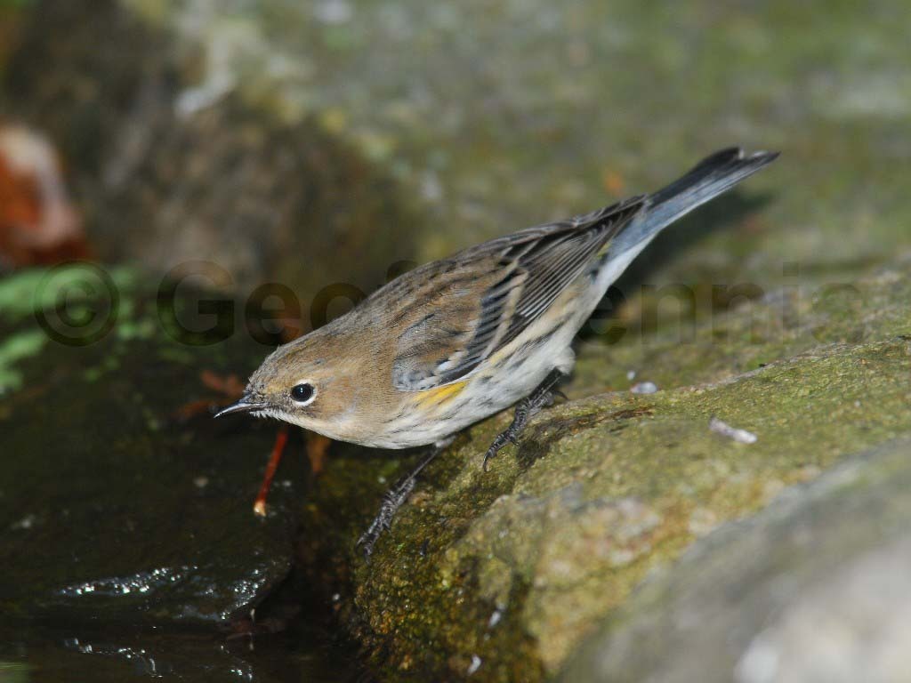 YRWA-AB_Yellow-rumped-Warbler