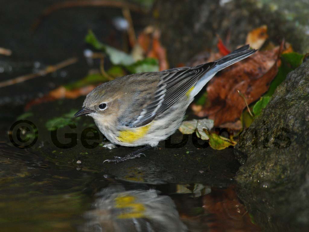 YRWA-AC_Yellow-rumped-Warbler