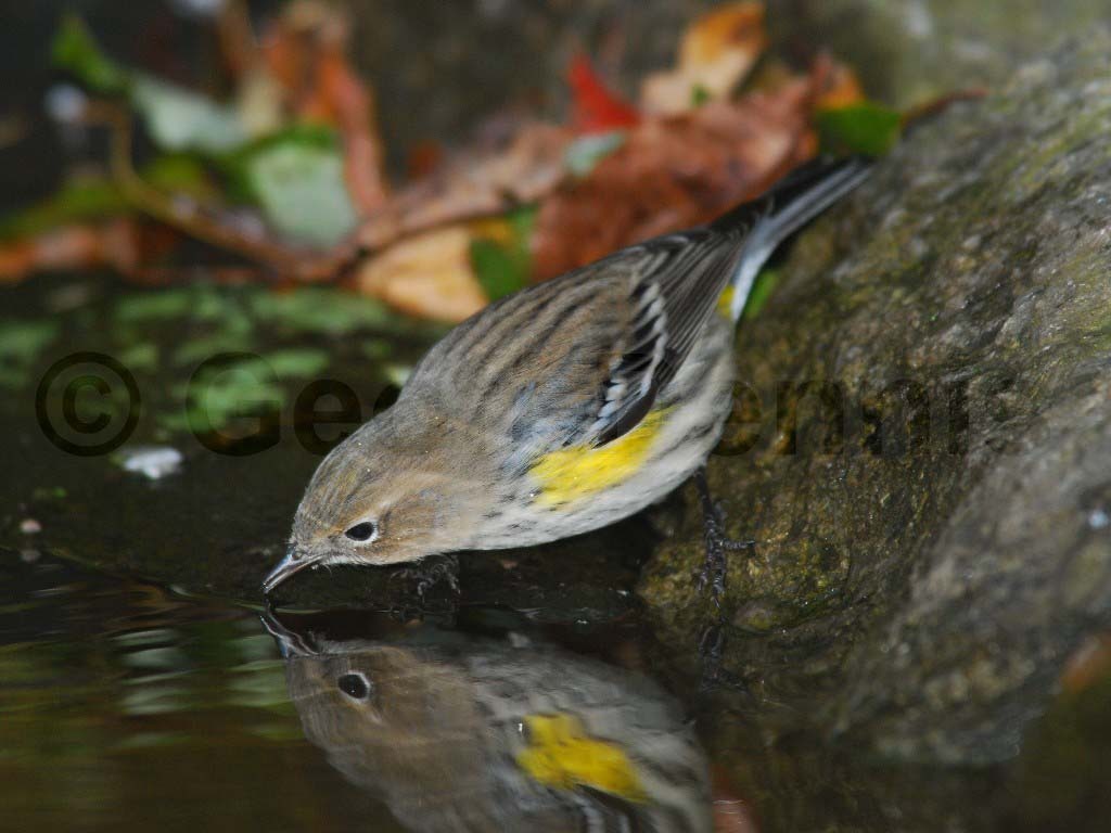 YRWA-AD_Yellow-rumped-Warbler