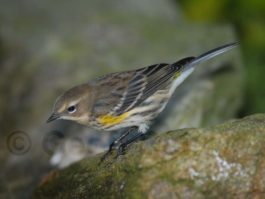 YRWA-AE_Yellow-rumped-Warbler