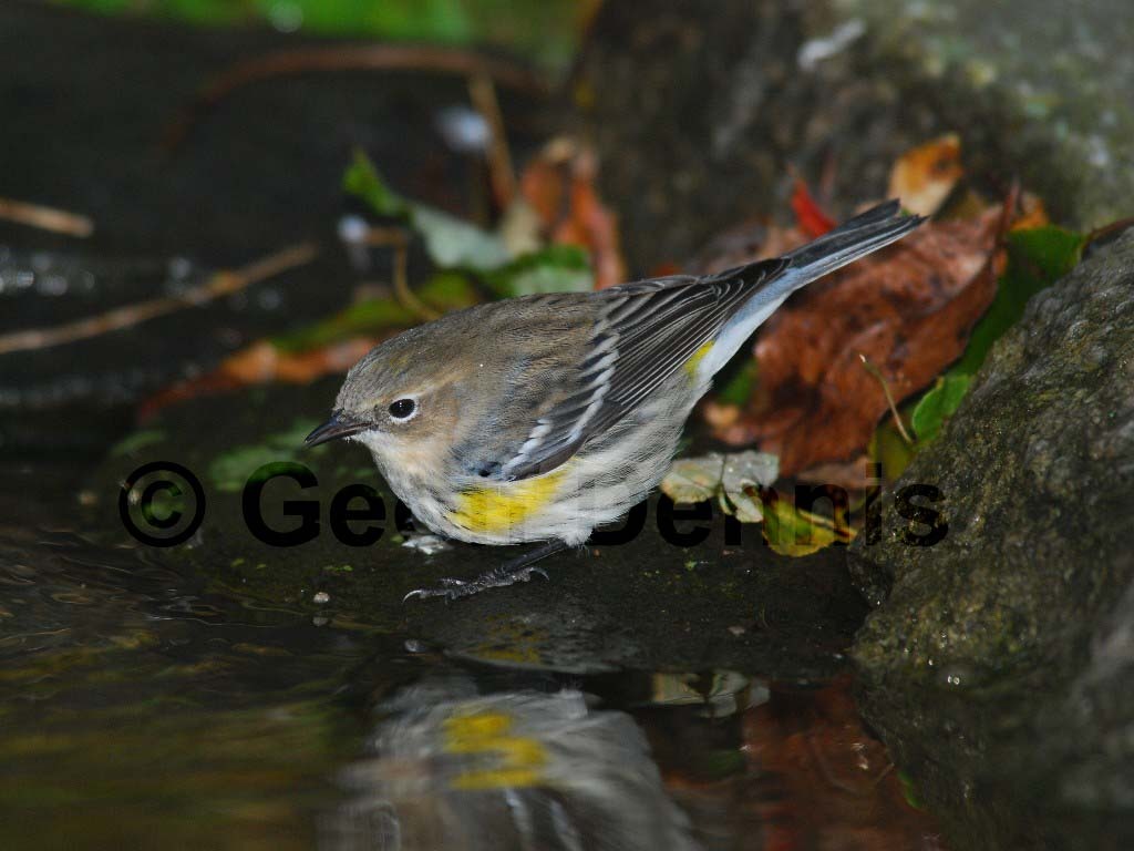 YRWA-AF_Yellow-rumped-Warbler