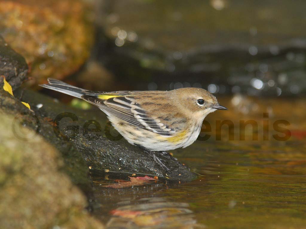 YRWA-AG_Yellow-rumped-Warbler
