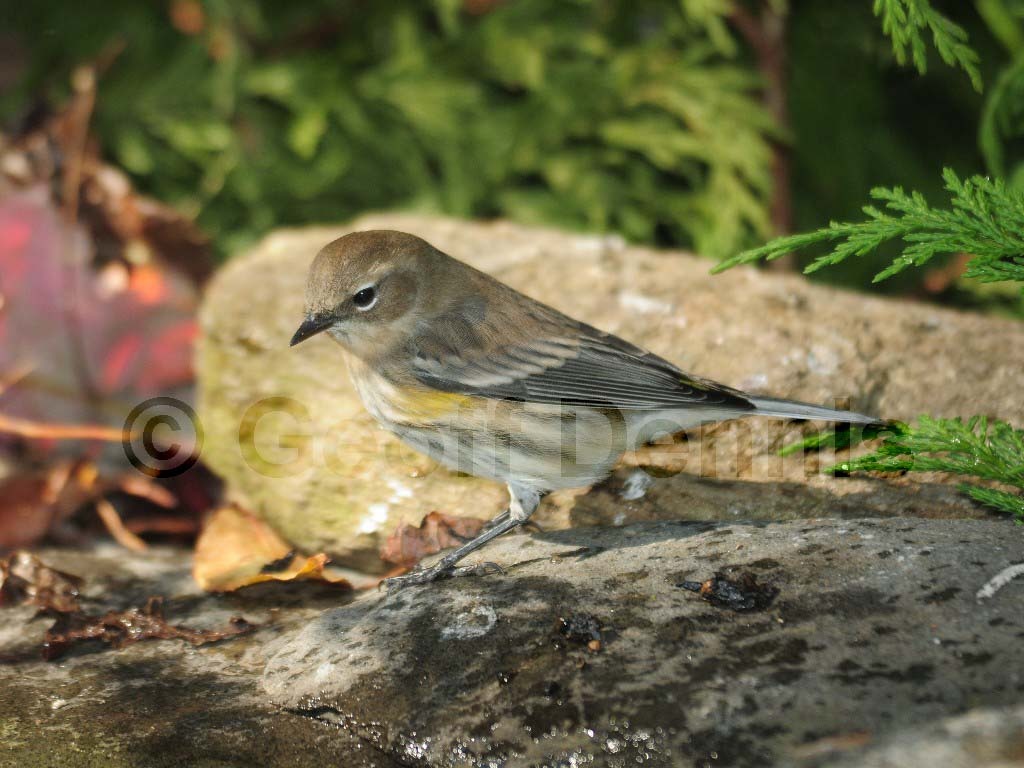 YRWA-AH_Yellow-rumped-Warbler