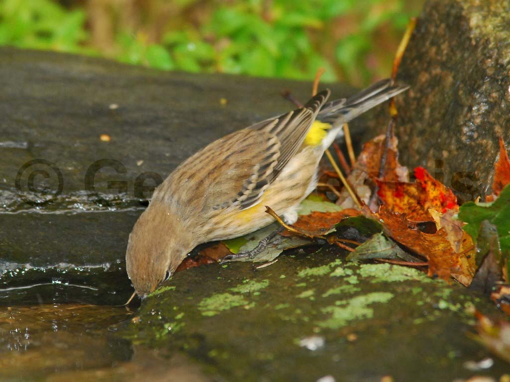 YRWA-AI_Yellow-rumped-Warbler