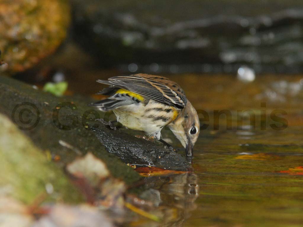 YRWA-AJ_Yellow-rumped-Warbler