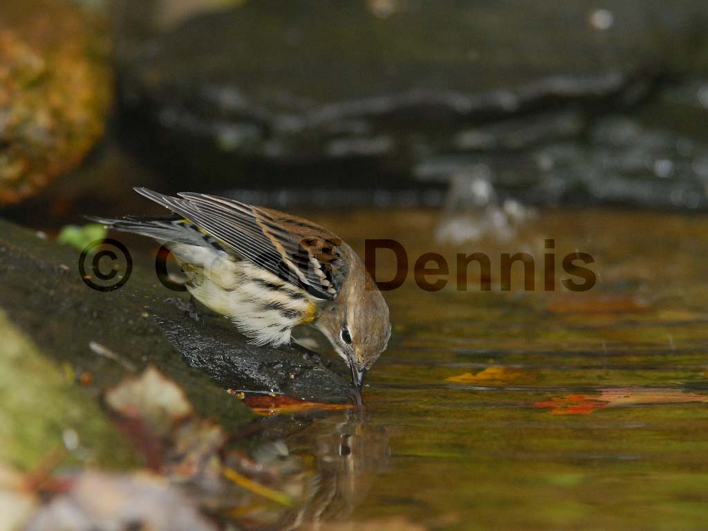 YRWA-AK_Yellow-rumped-Warbler