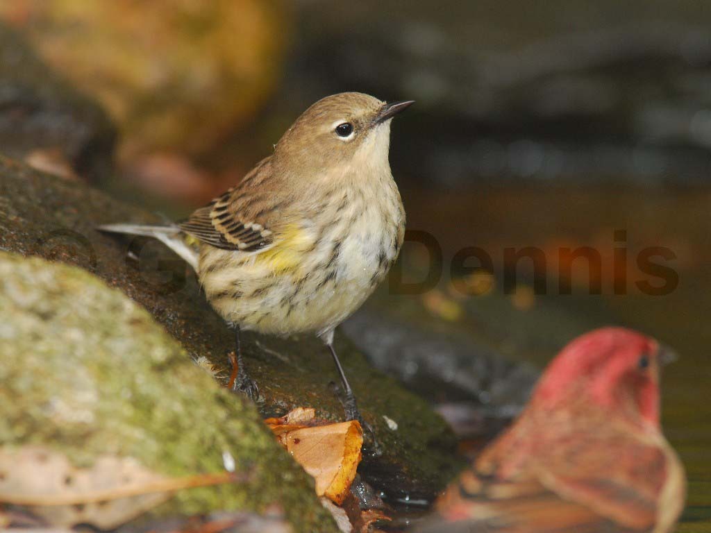 YRWA-AL_Yellow-rumped-Warbler