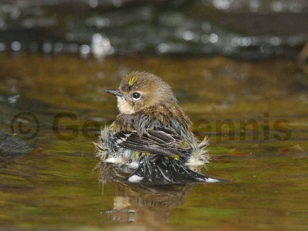 YRWA-AM_Yellow-rumped-Warbler