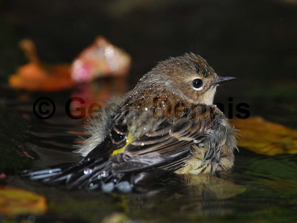 YRWA-AN_Yellow-rumped-Warbler