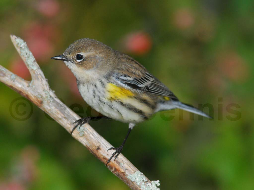 YRWA-AO_Yellow-rumped-Warbler