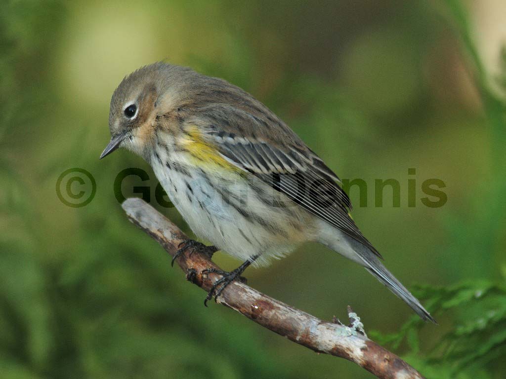 YRWA-AP_Yellow-rumped-Warbler