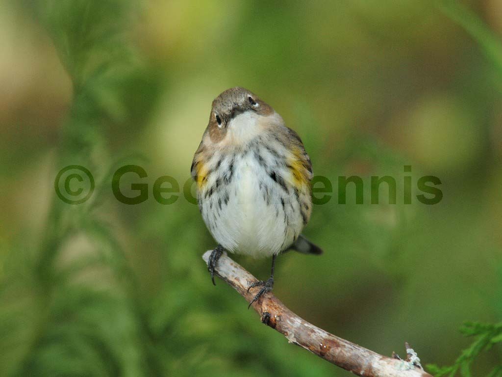 YRWA-AQ_Yellow-rumped-Warbler