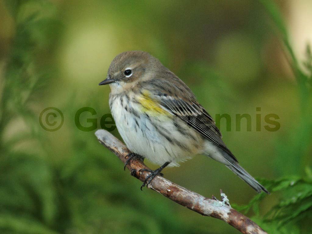 YRWA-AR_Yellow-rumped-Warbler