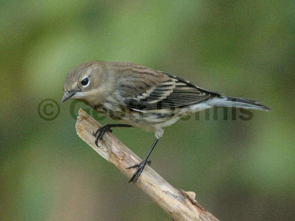 YRWA-AS_Yellow-rumped-Warbler