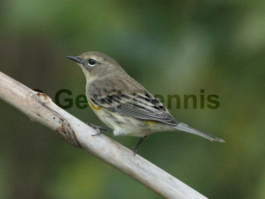 YRWA-AT_Yellow-rumped-Warbler