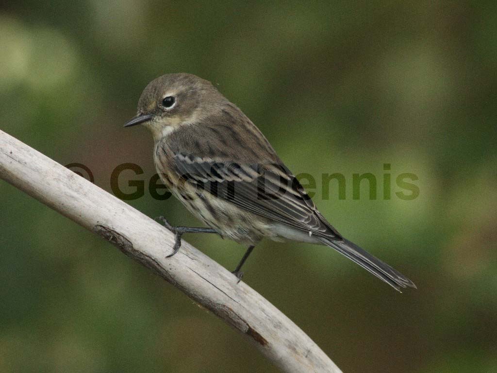 YRWA-AU_Yellow-rumped-Warbler