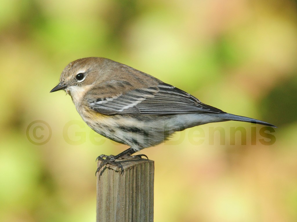 YRWA-AV_Yellow-rumped-Warbler