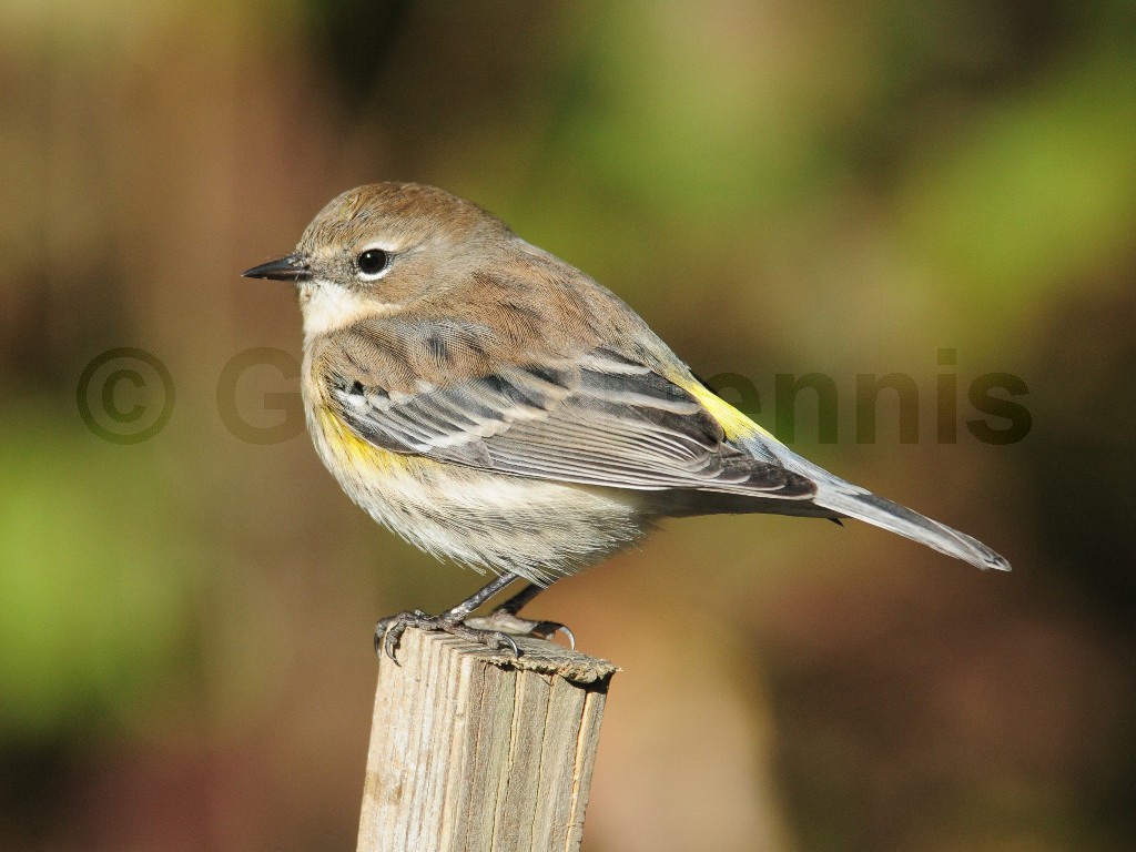 YRWA-AW_Yellow-rumped-Warbler