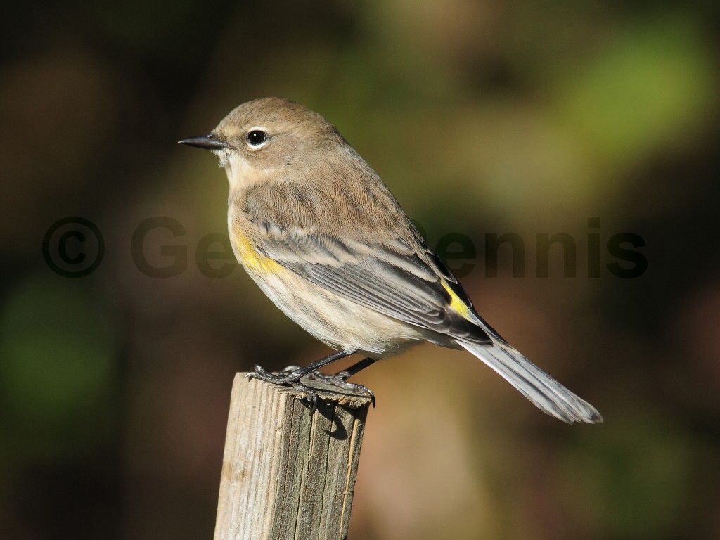 YRWA-AX_Yellow-rumped-Warbler