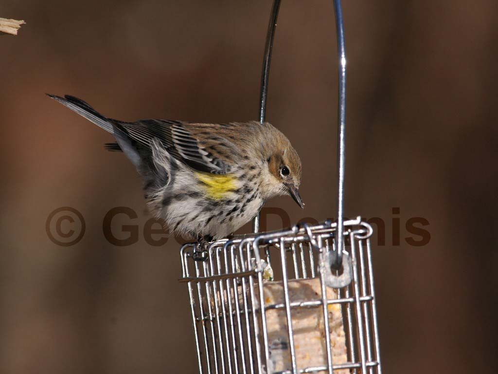 YRWA-AY_Yellow-rumped-Warbler