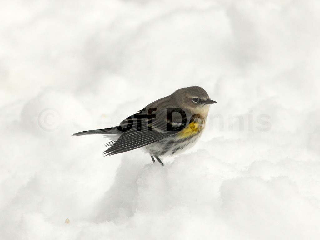 YRWA-AZ_Yellow-rumped-Warbler