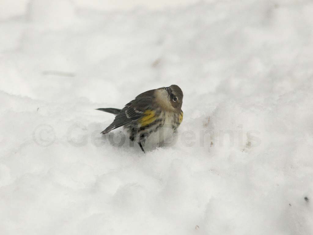 YRWA-BA_Yellow-rumped-Warbler