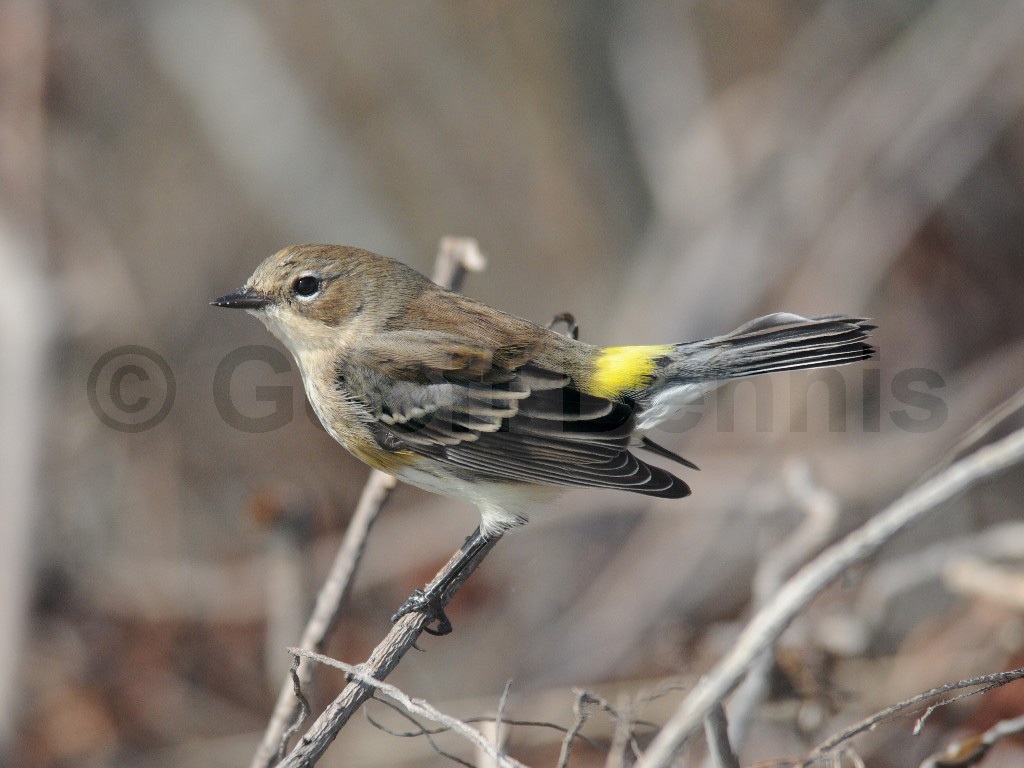 YRWA-BB_Yellow-rumped-Warbler