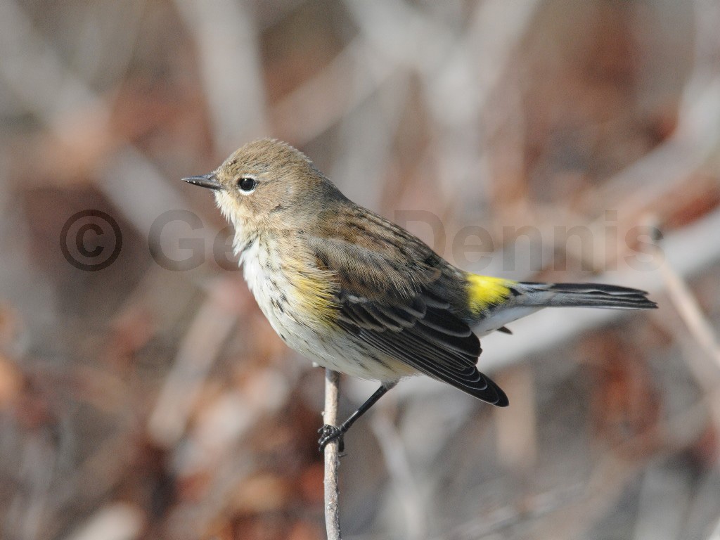 YRWA-BC_Yellow-rumped-Warbler