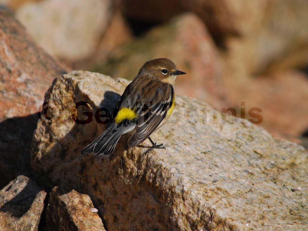 YRWA-BD_Yellow-rumped-Warbler