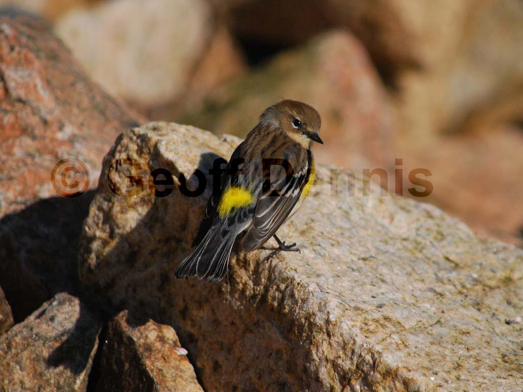 YRWA-BE_Yellow-rumped-Warbler