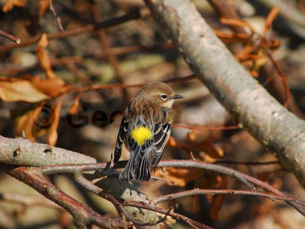 YRWA-BF_Yellow-rumped-Warbler