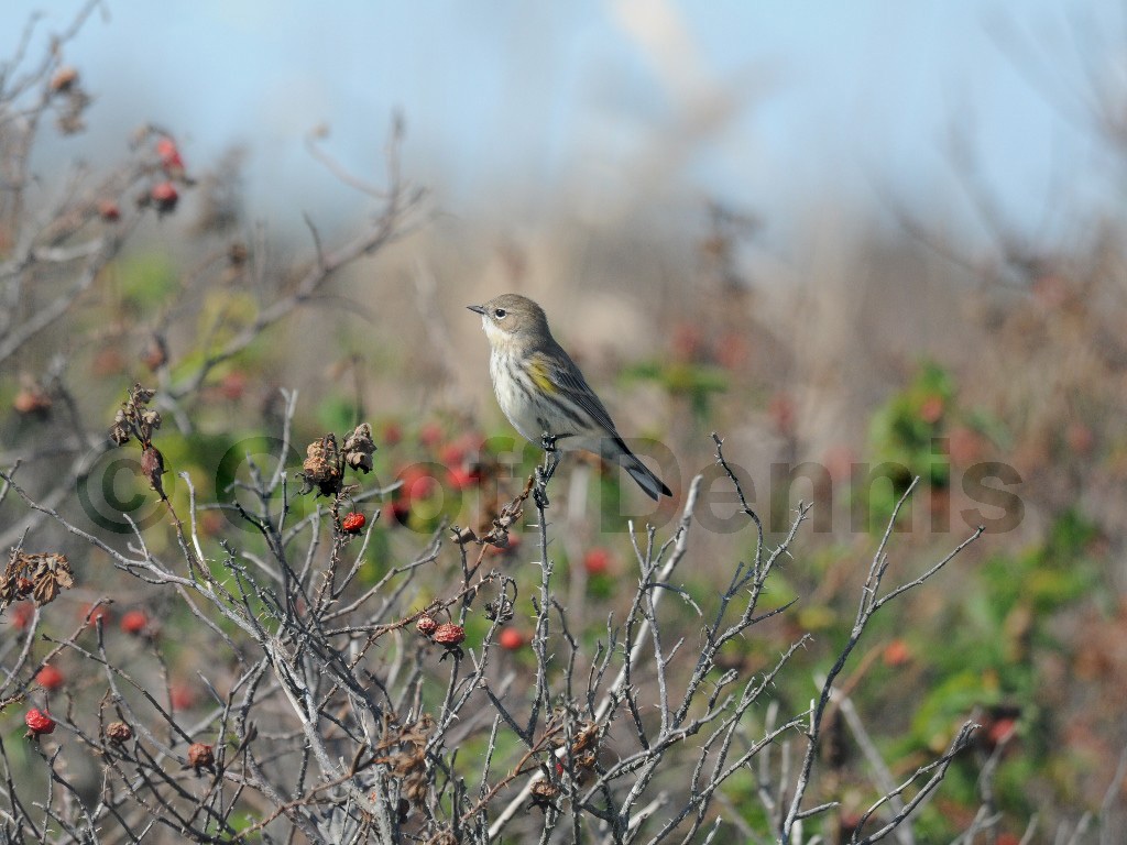 YRWA-BG_Yellow-rumped-Warbler