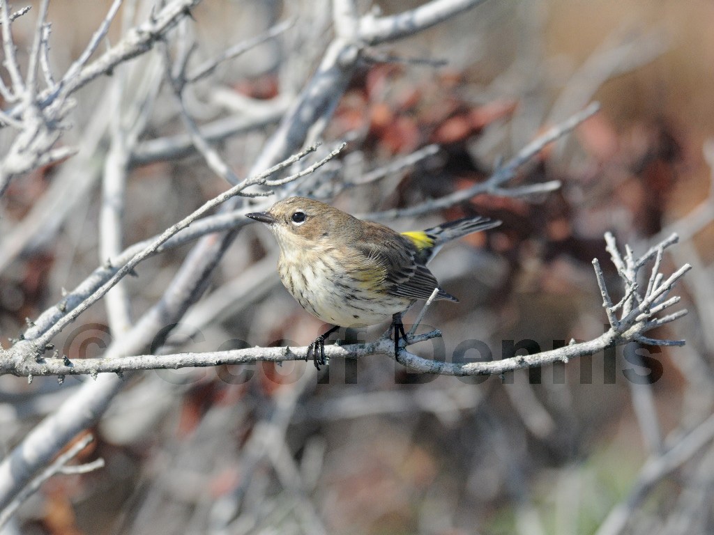 YRWA-BH_Yellow-rumped-Warbler