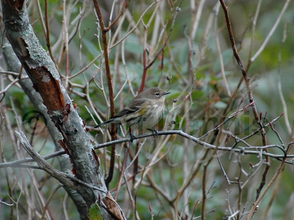 YRWA-BI_Yellow-rumped-Warbler