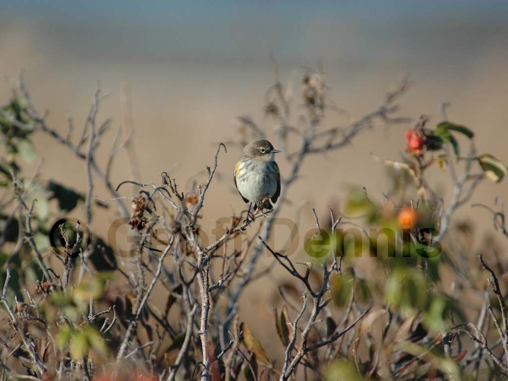 YRWA-BJ_Yellow-rumped-Warbler