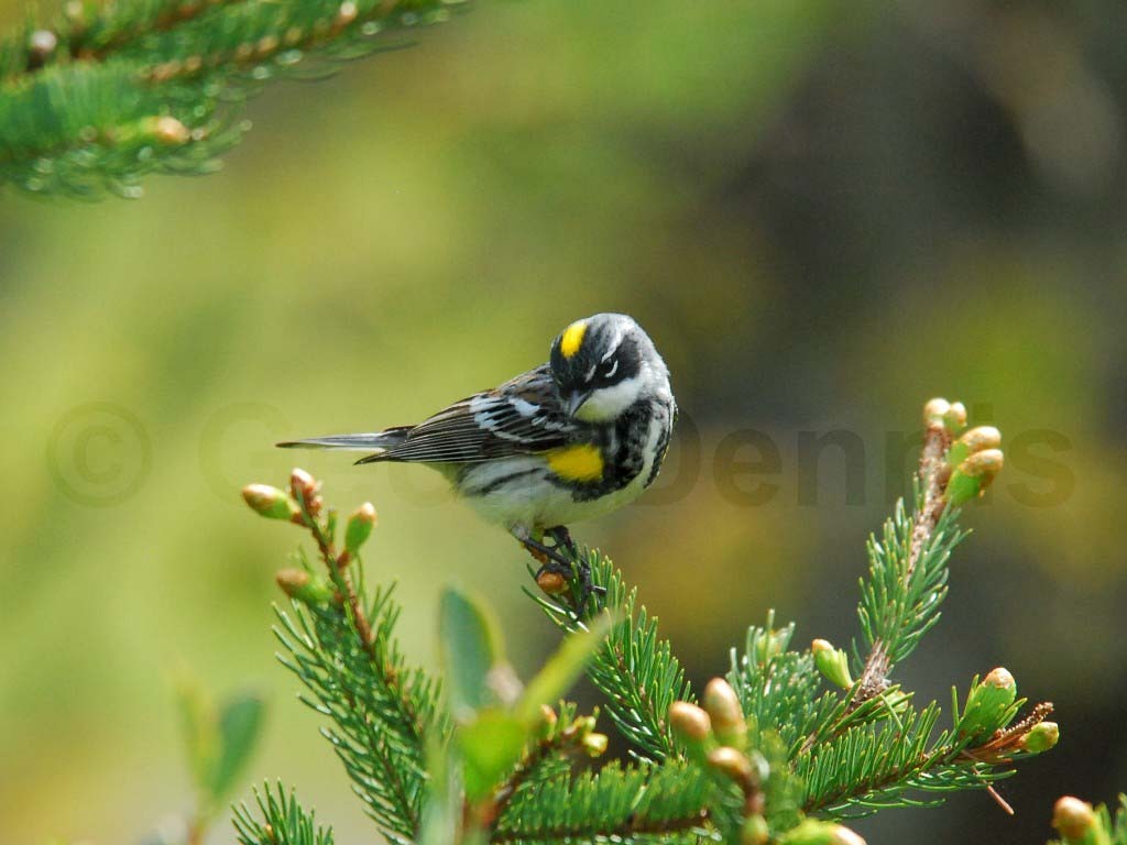 YRWA-BK_Yellow-rumped-Warbler