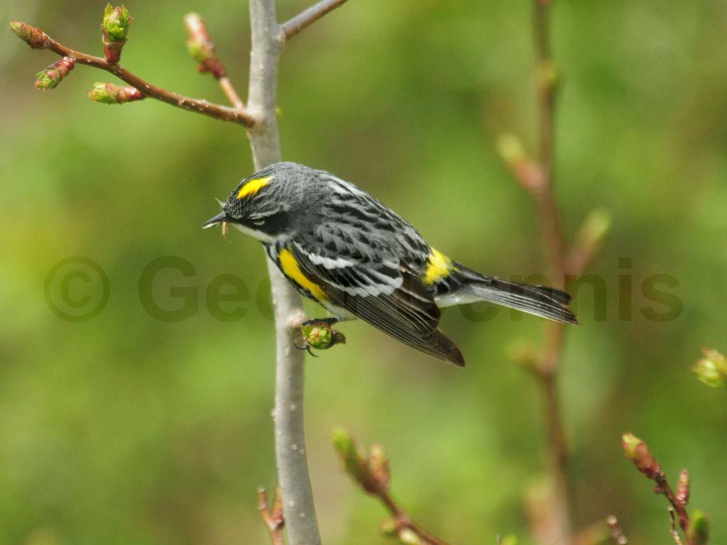 YRWA-BL_Yellow-rumped-Warbler