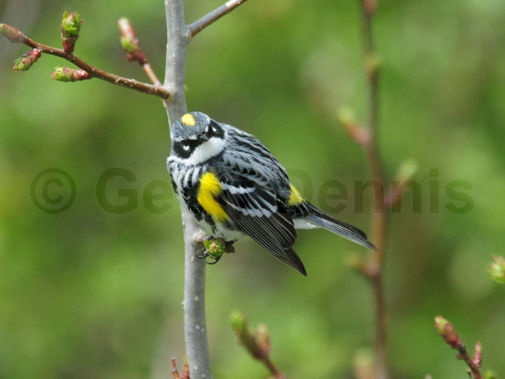 YRWA-BM_Yellow-rumped-Warbler
