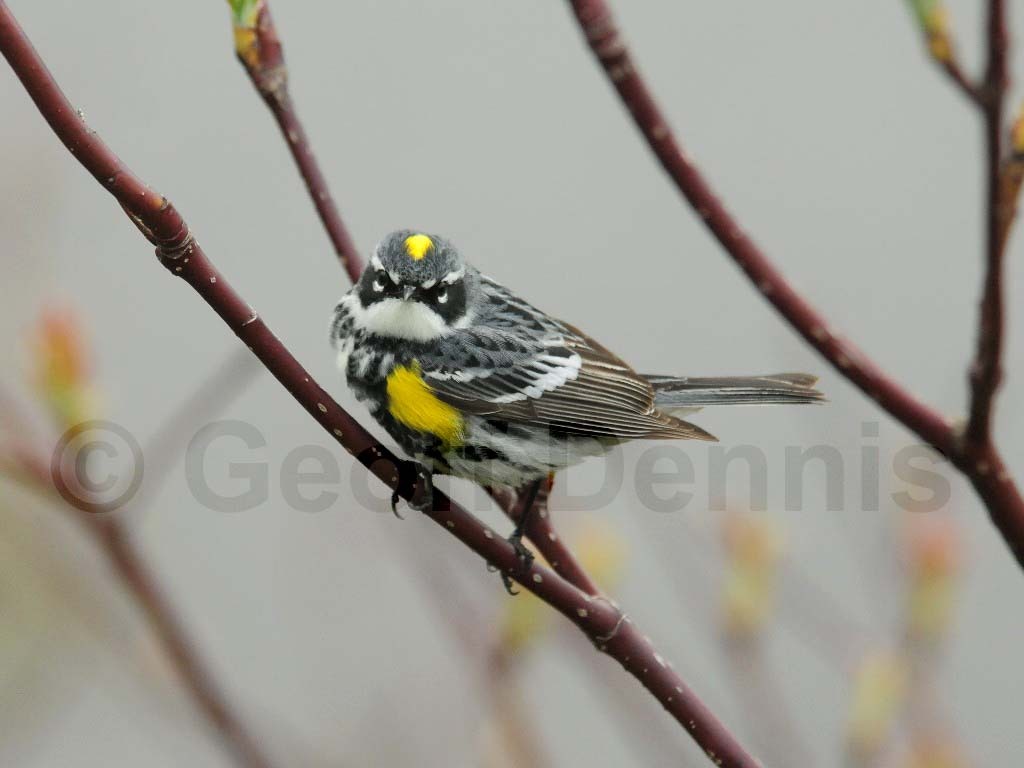 YRWA-BN_Yellow-rumped-Warbler