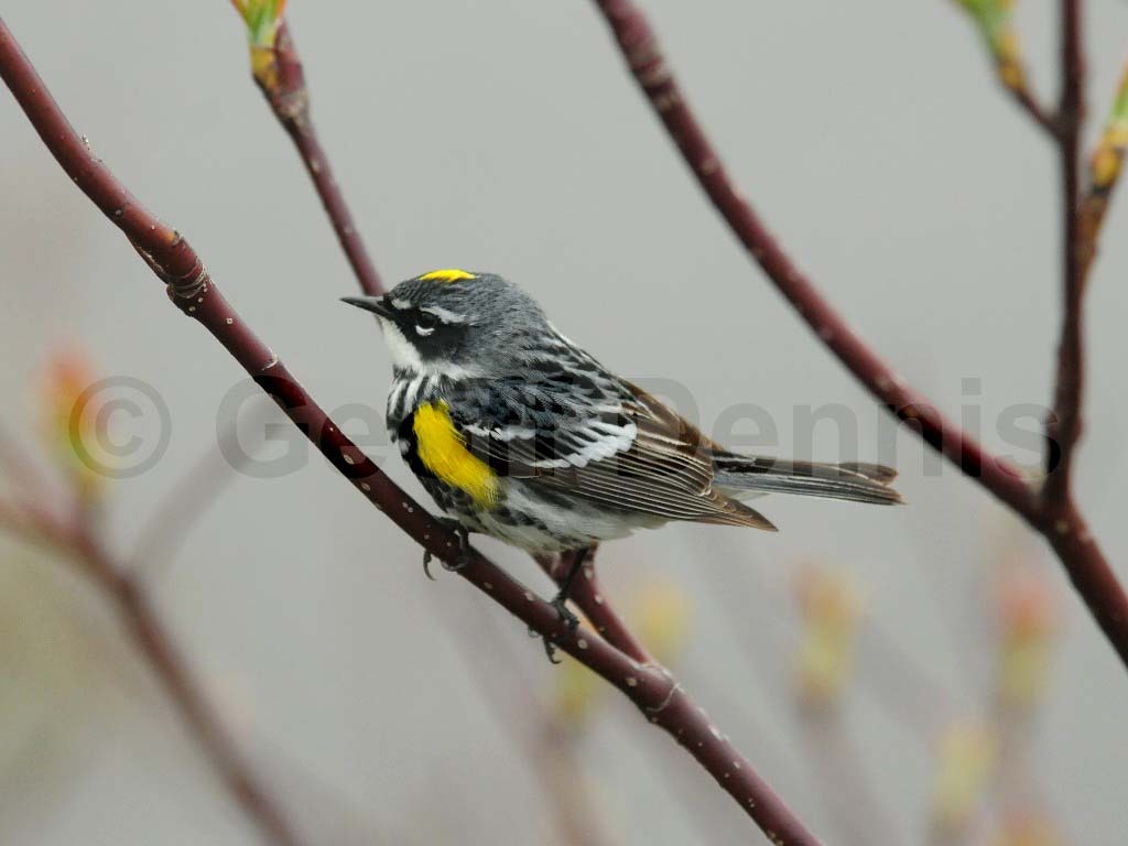 YRWA-BO_Yellow-rumped-Warbler