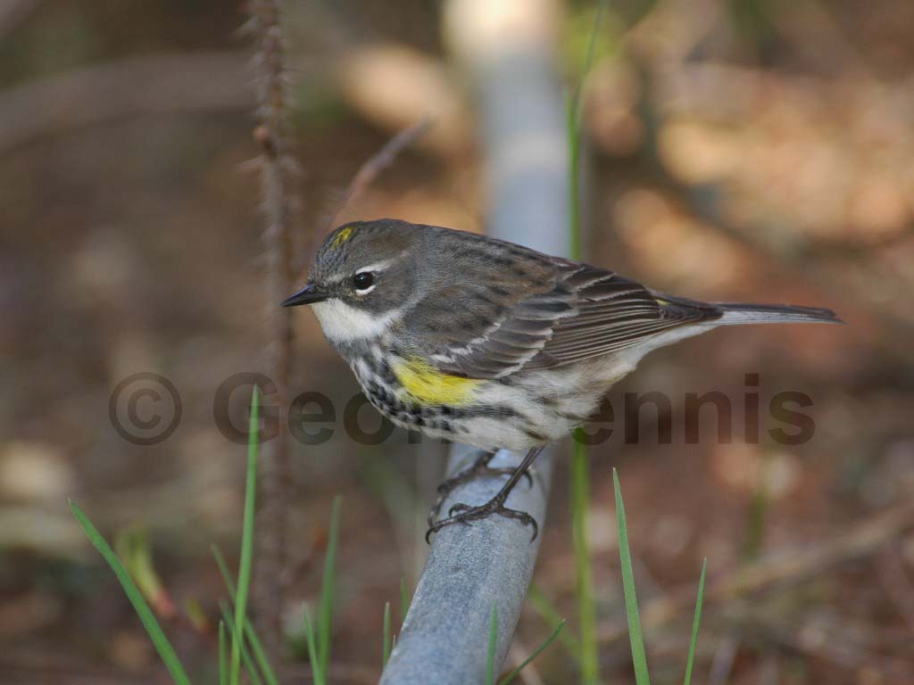 YRWA-BP_Yellow-rumped-Warbler