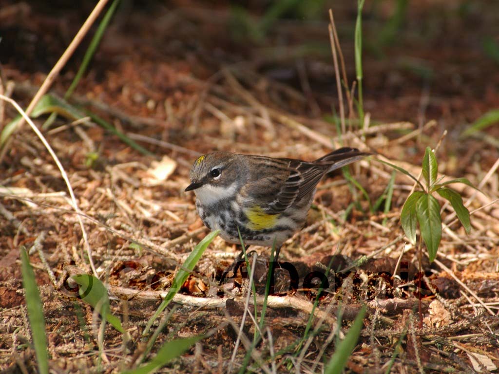 YRWA-BQ_Yellow-rumped-Warbler